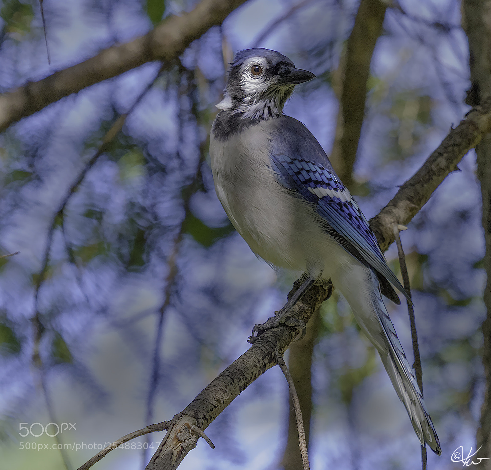 Canon EOS 7D sample photo. Blue jay o photography
