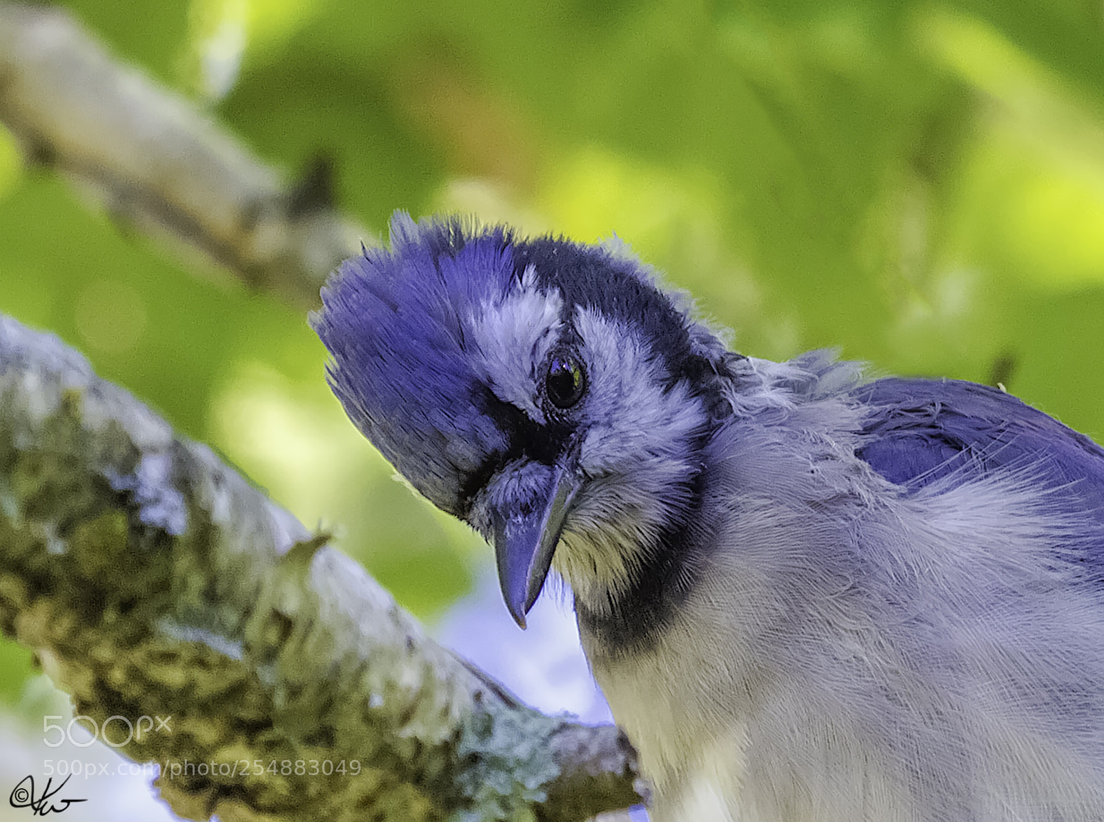 Canon EOS 7D sample photo. Blue jay o photography