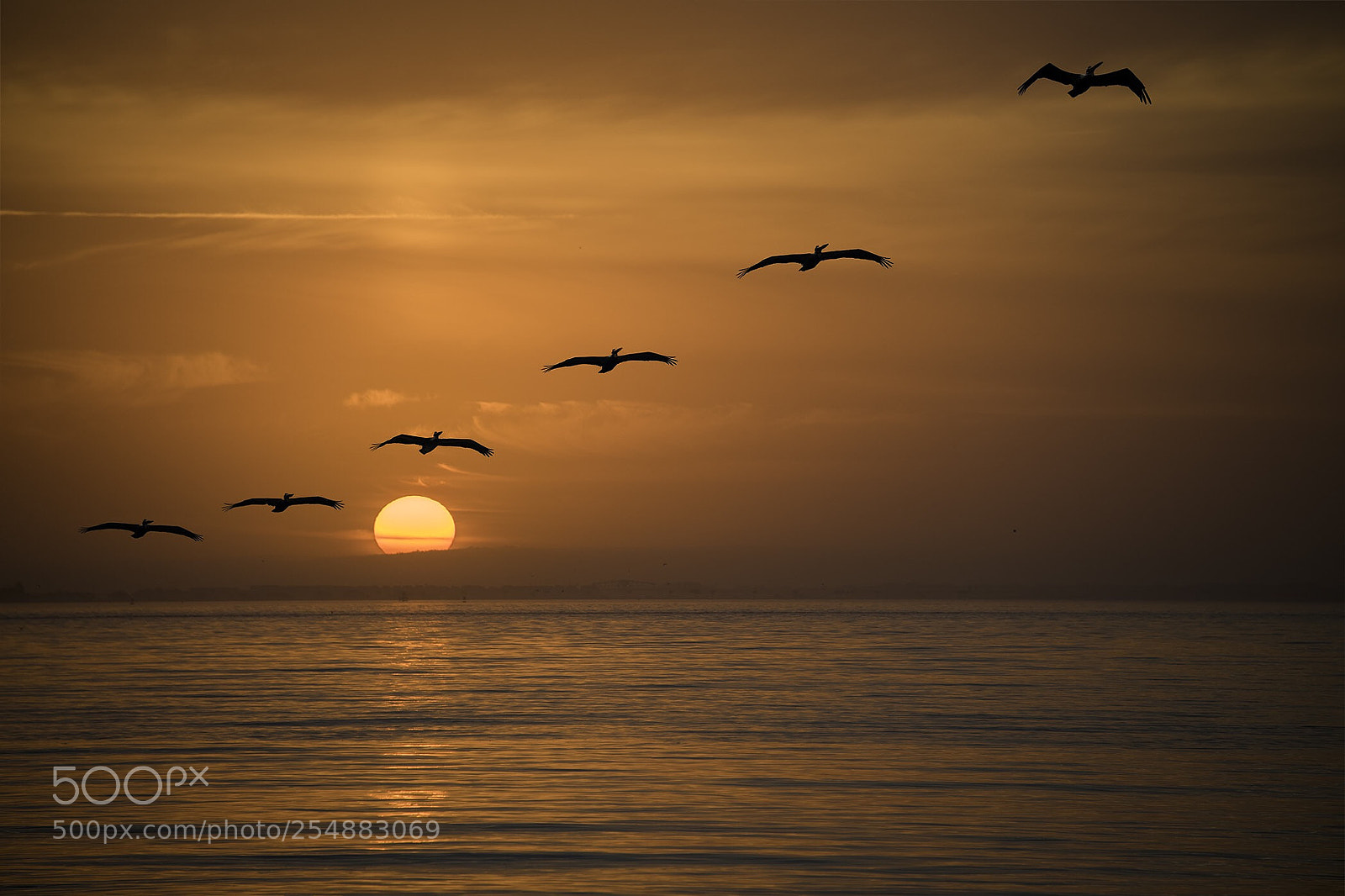 Nikon D850 sample photo. Seagulls at sunrise photography