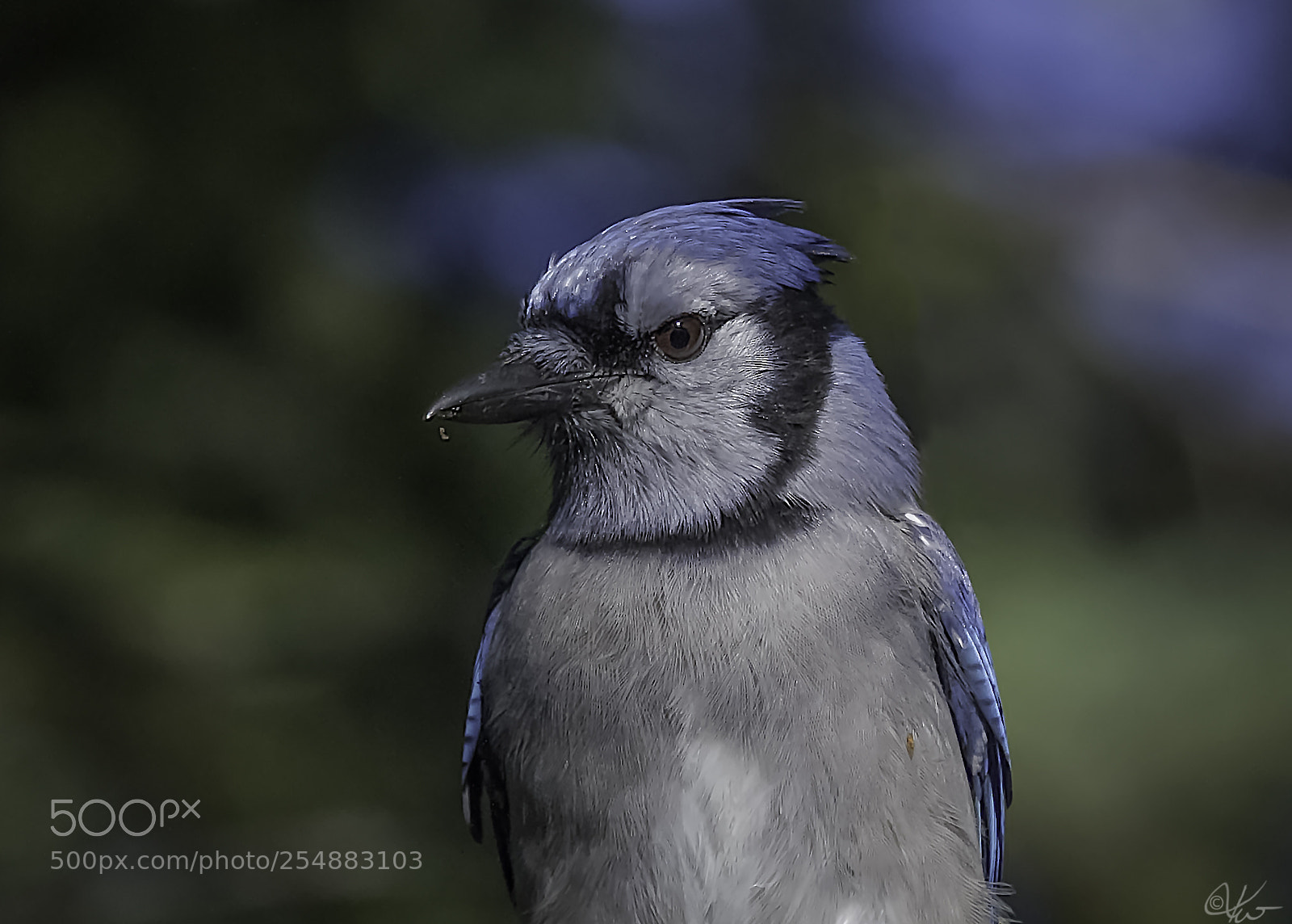 Canon EOS 7D sample photo. Blue jay in explore photography