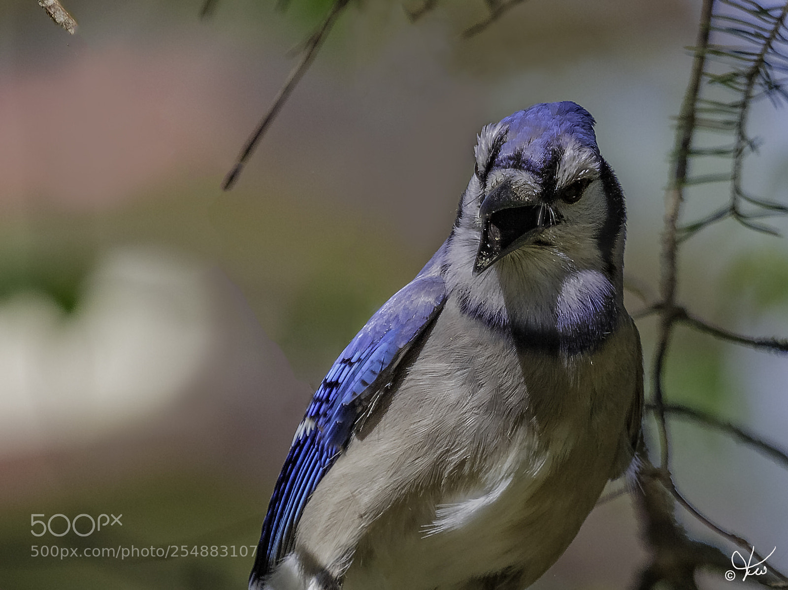 Canon EOS 7D sample photo. Blue jay o photography