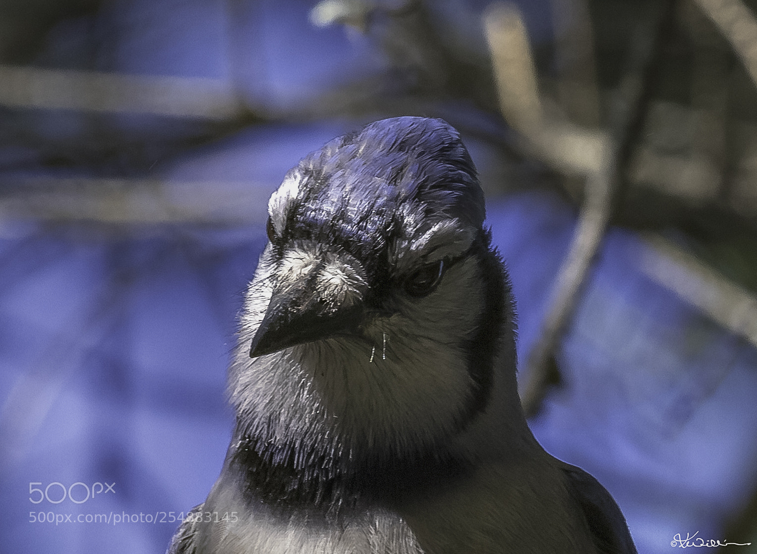 Canon EOS 7D sample photo. Blue jay o photography