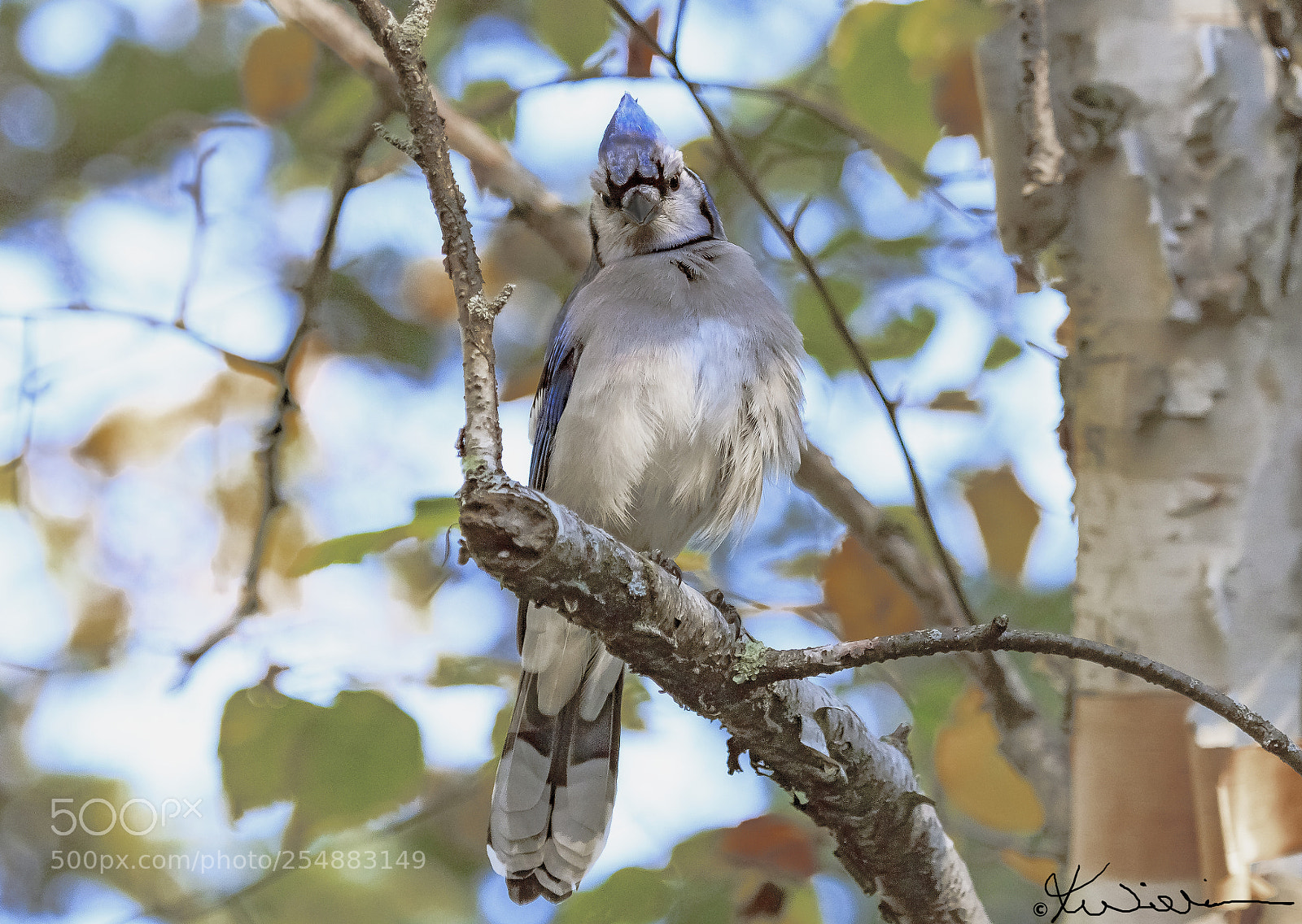 Canon EOS 7D sample photo. Blue jay o photography