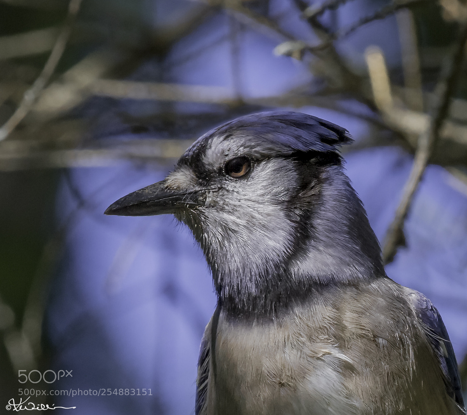 Canon EOS 7D sample photo. Blue jay o photography