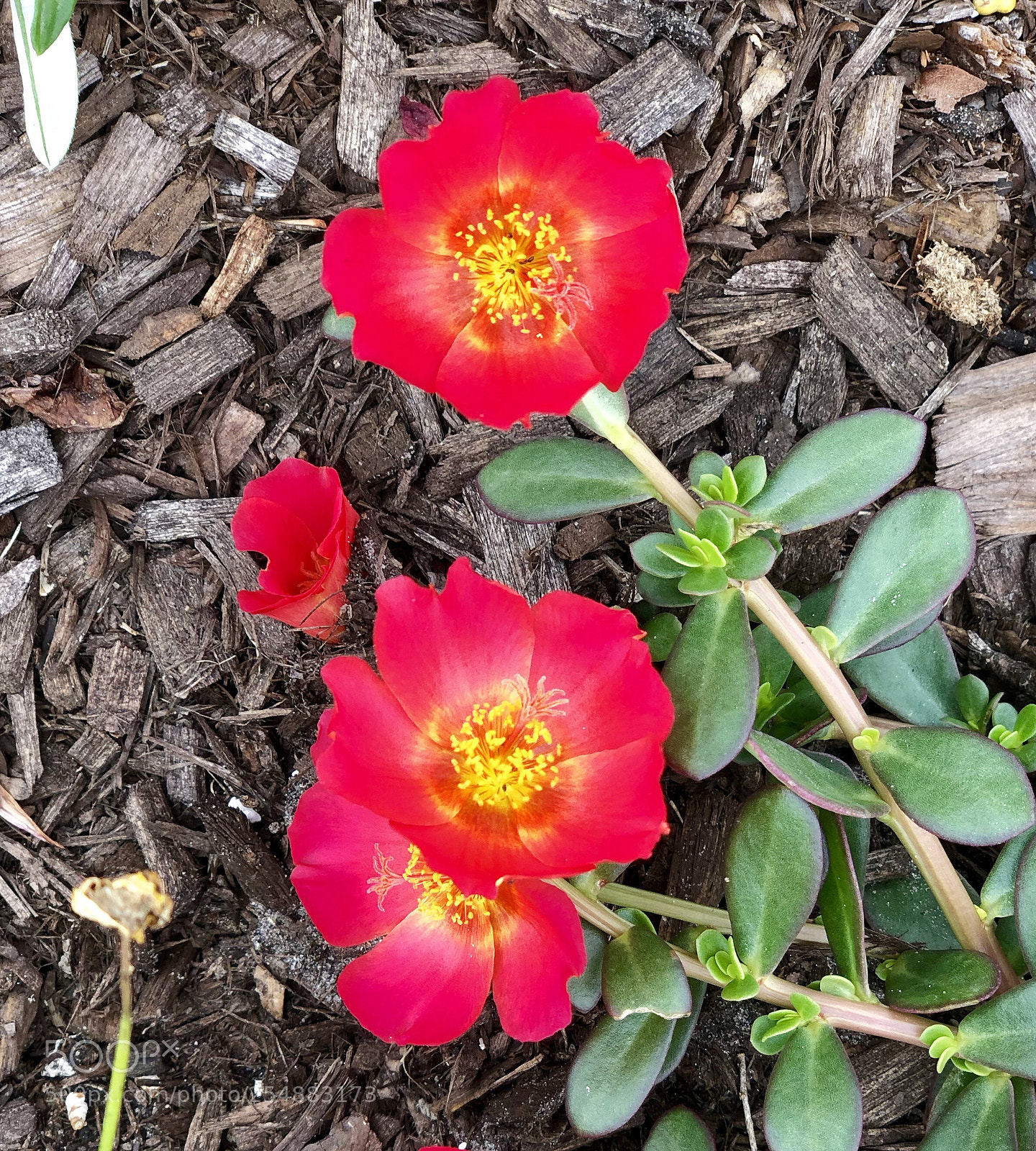 Apple iPhone X sample photo. Wild flowers photography
