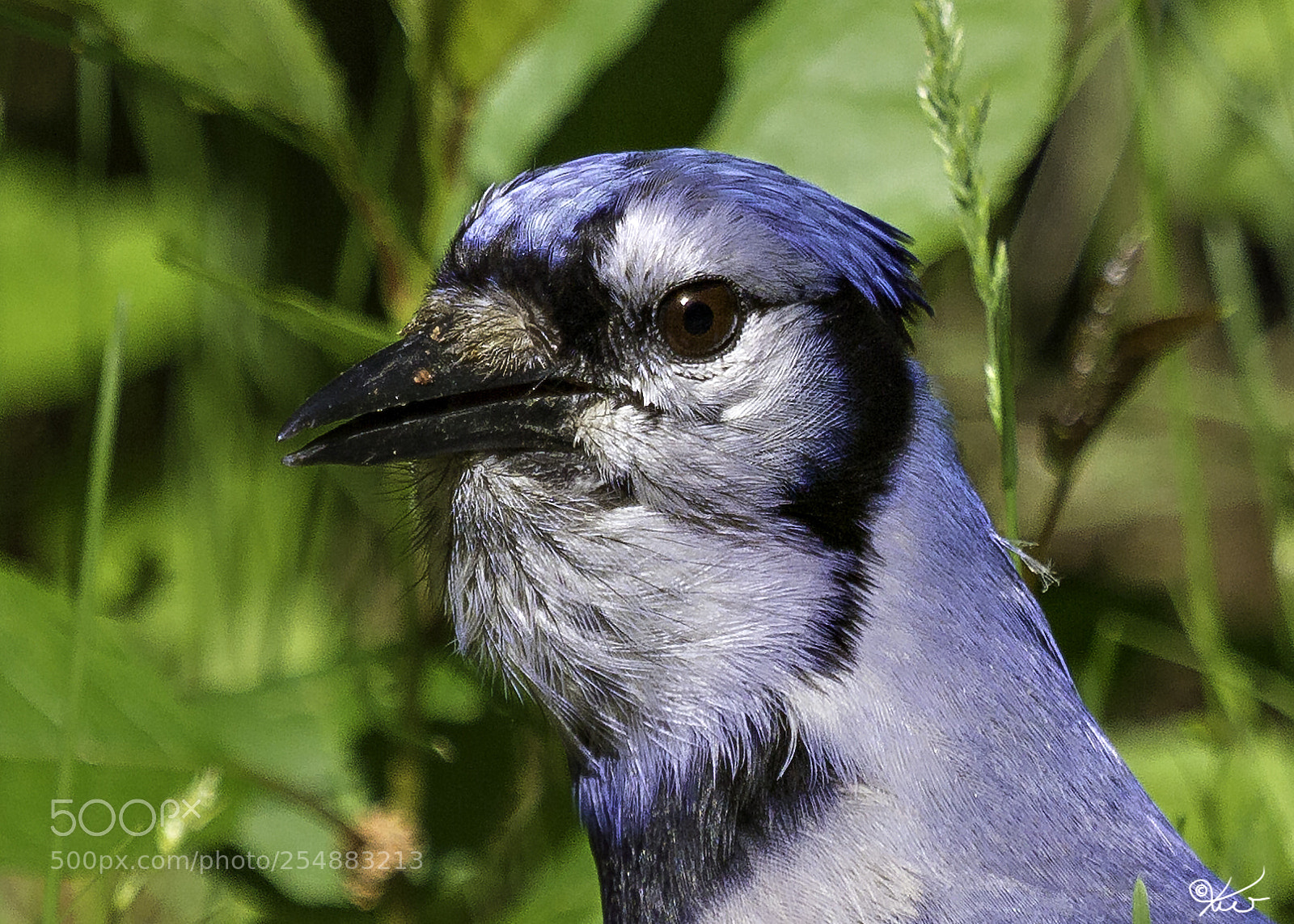 Canon EOS 7D sample photo. Blue jay o photography