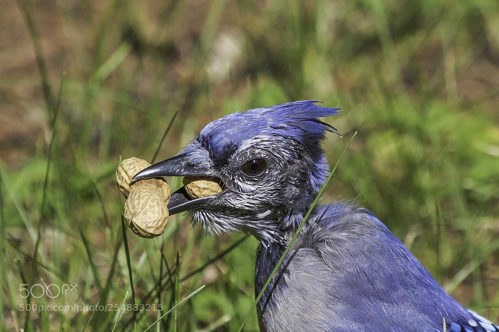 Canon EOS 7D sample photo. Blue jay molting o photography