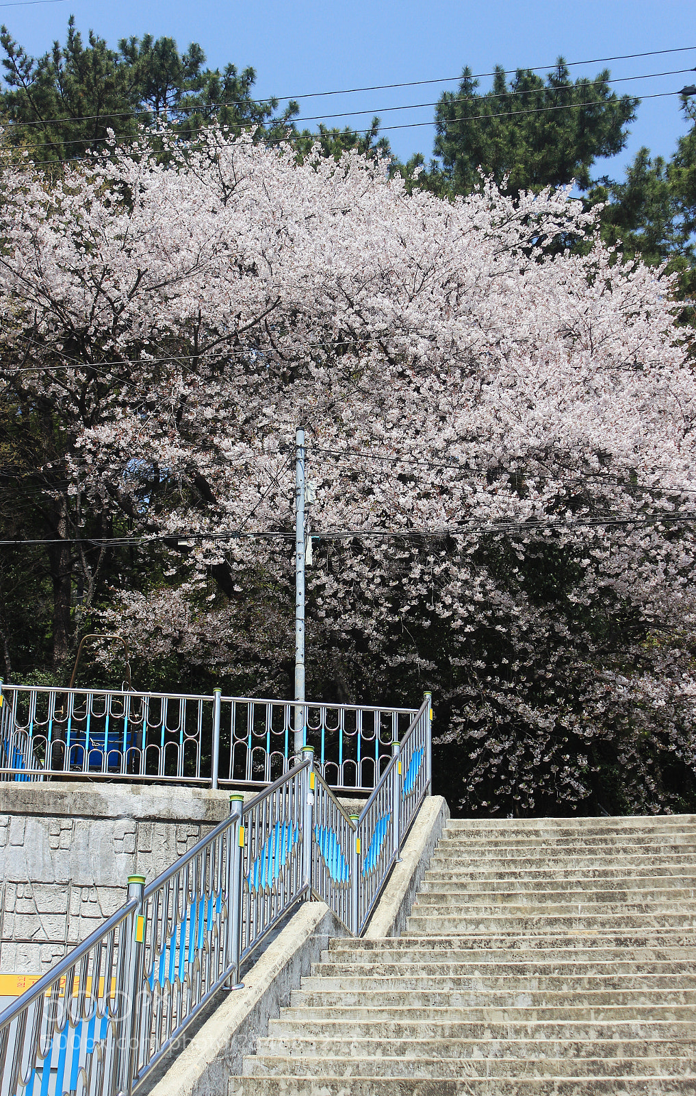 Canon EOS 600D (Rebel EOS T3i / EOS Kiss X5) sample photo. It's cherry blossom time photography
