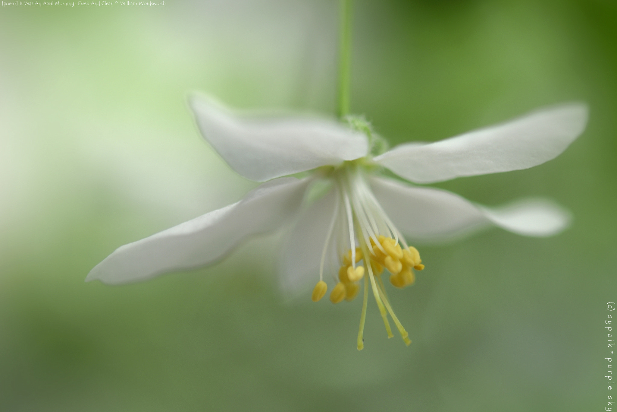 Nikon AF-S Micro-Nikkor 60mm F2.8G ED sample photo. It was an april morning: fresh and clear ** photography