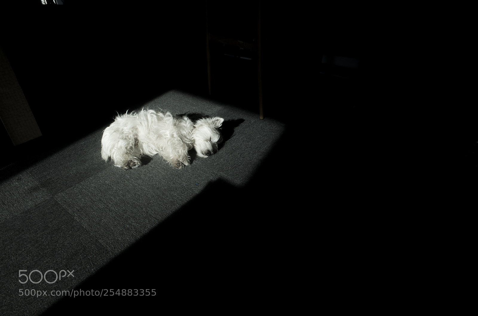 Ricoh GR II sample photo. Dog photography