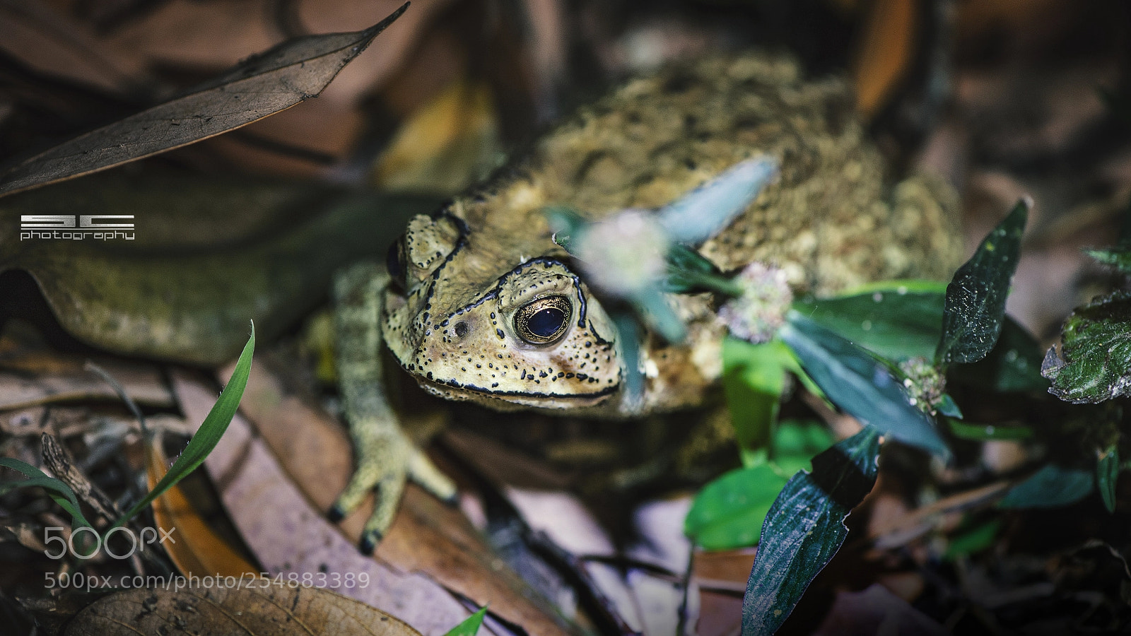 Nikon D4 sample photo. Skt photography