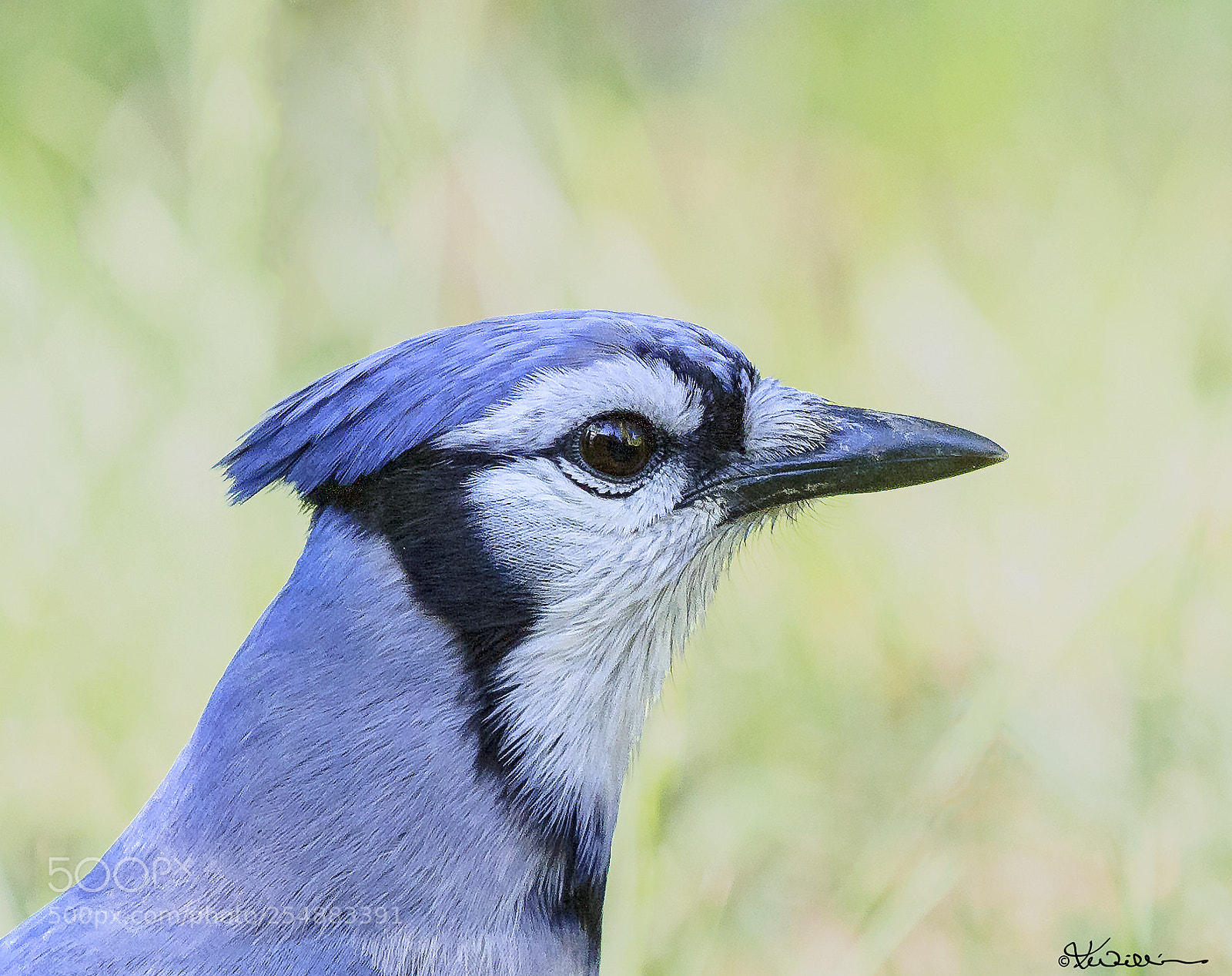Canon EOS 7D sample photo. Blue jay profile o photography