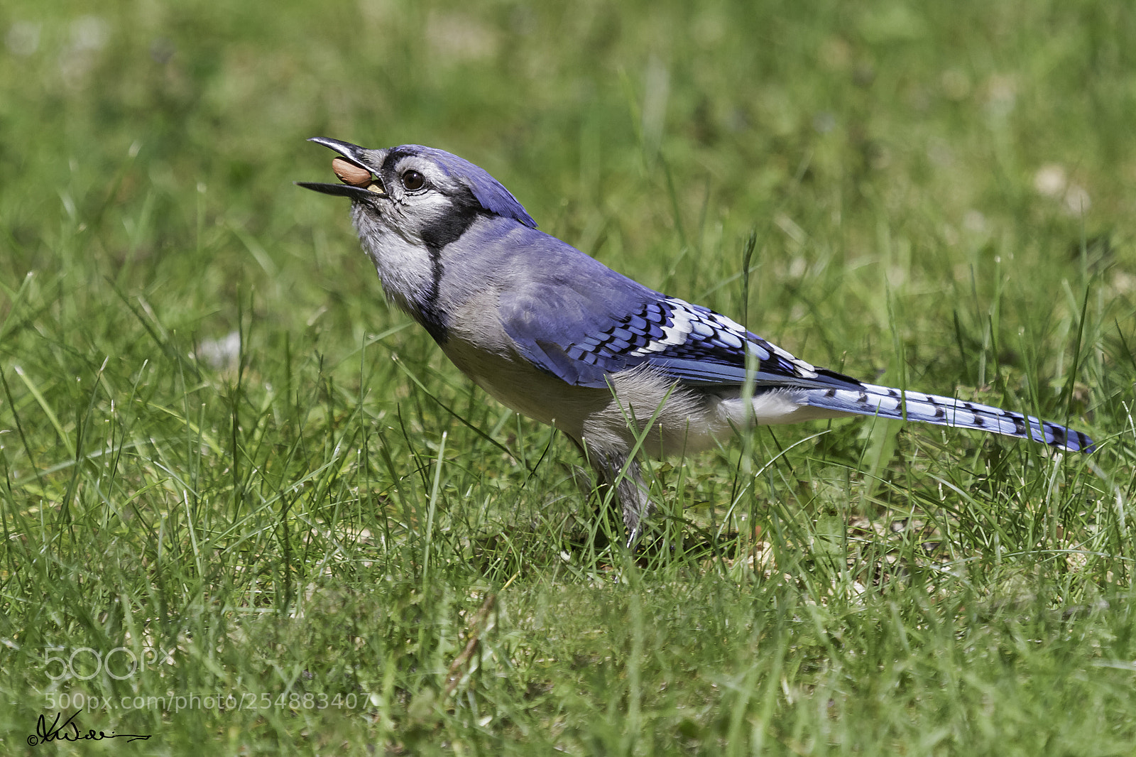 Canon EOS 7D sample photo. Bluejay o photography
