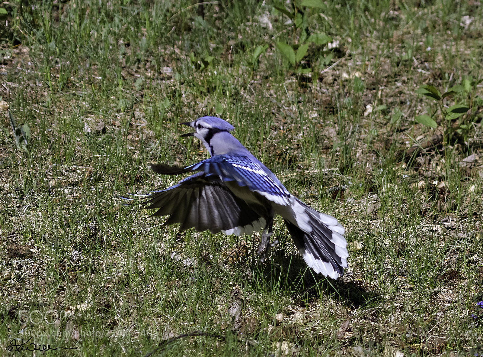 Canon EOS 7D sample photo. Blue jay takeoff o photography