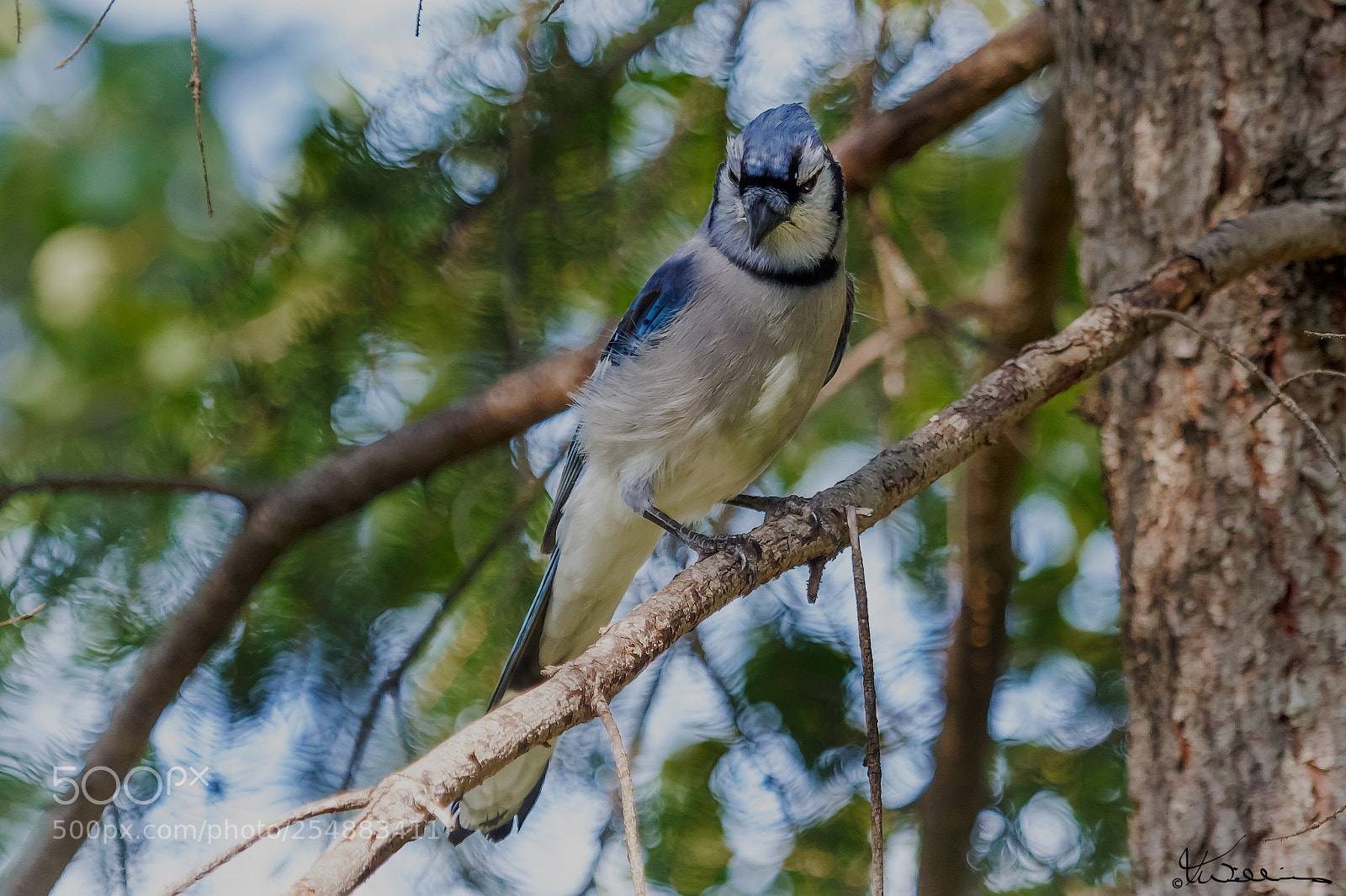Canon EOS 7D sample photo. Bluejay o photography