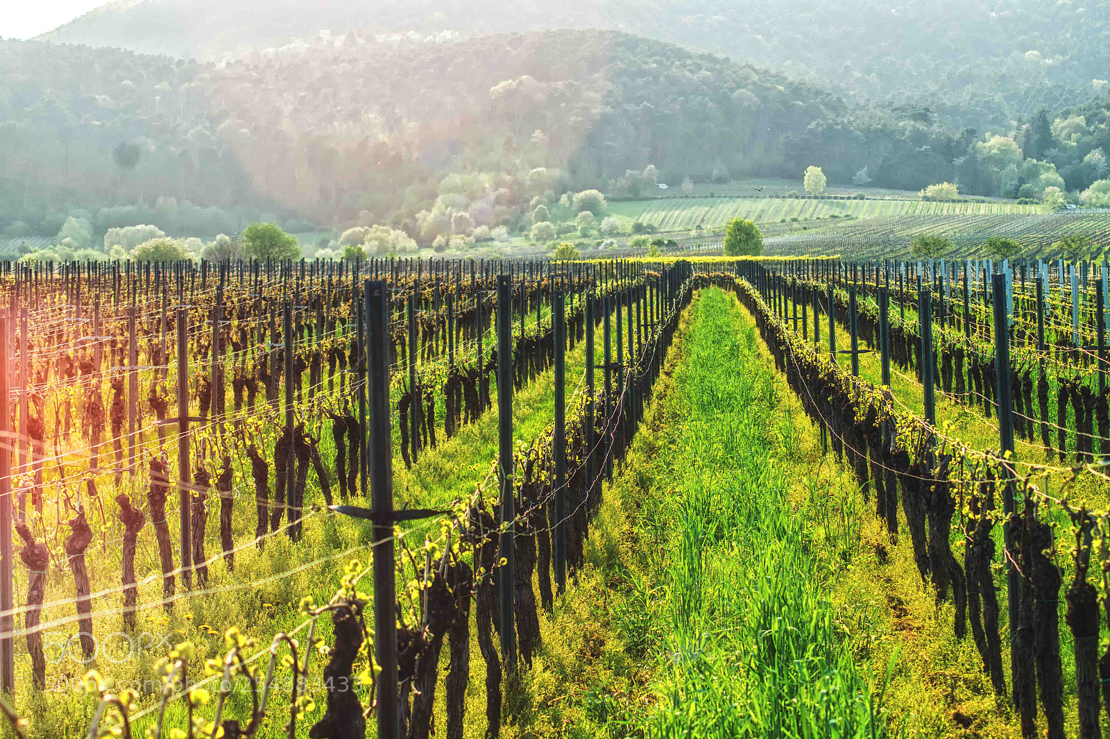 Sony SLT-A58 sample photo. Wineyard photography