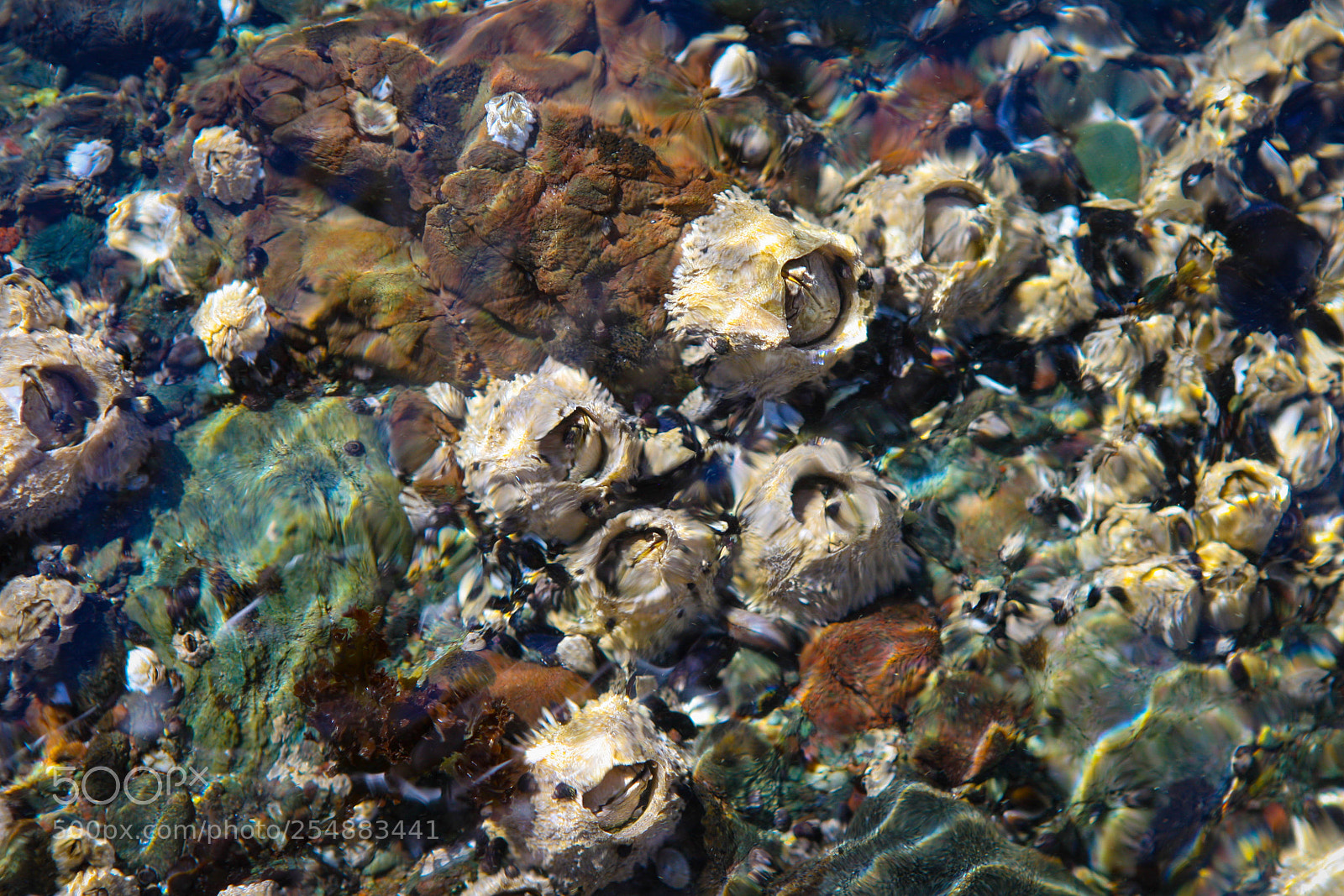 Canon EOS-1Ds Mark III sample photo. Barnacles photography