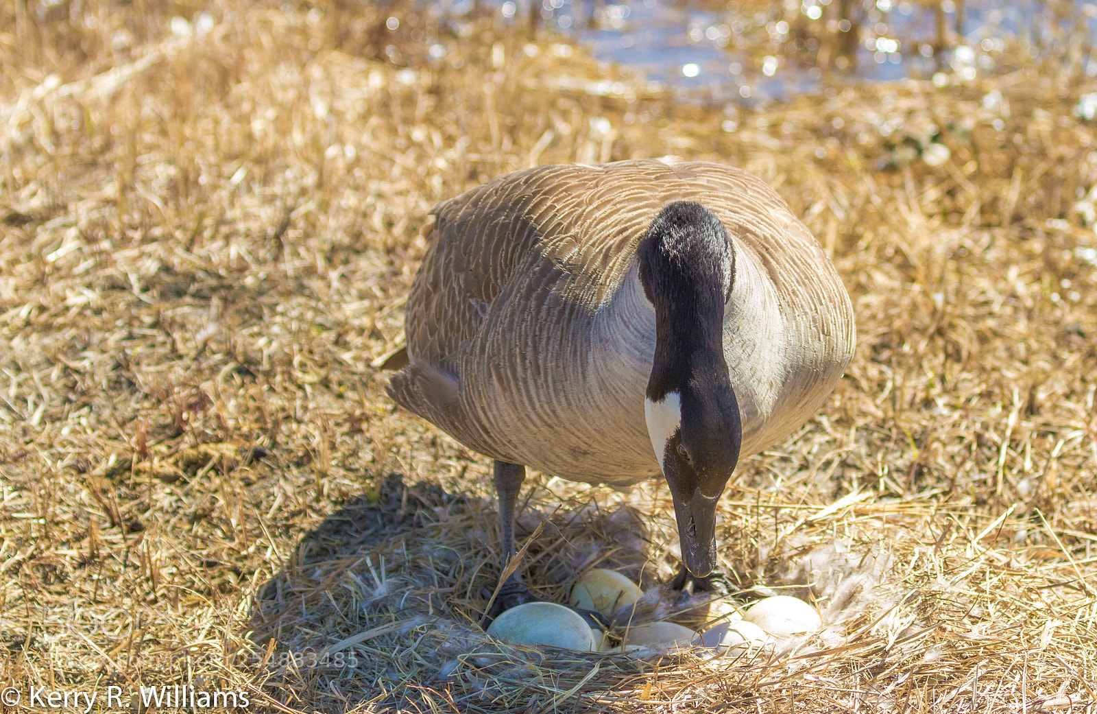 Canon EOS 7D sample photo. Ca goosejpg o photography