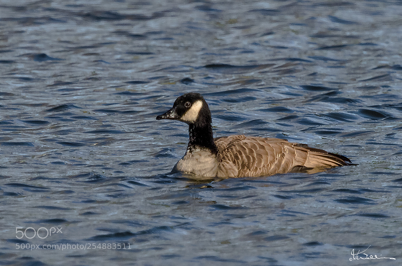 Canon EOS 7D sample photo. Cackling goose o photography