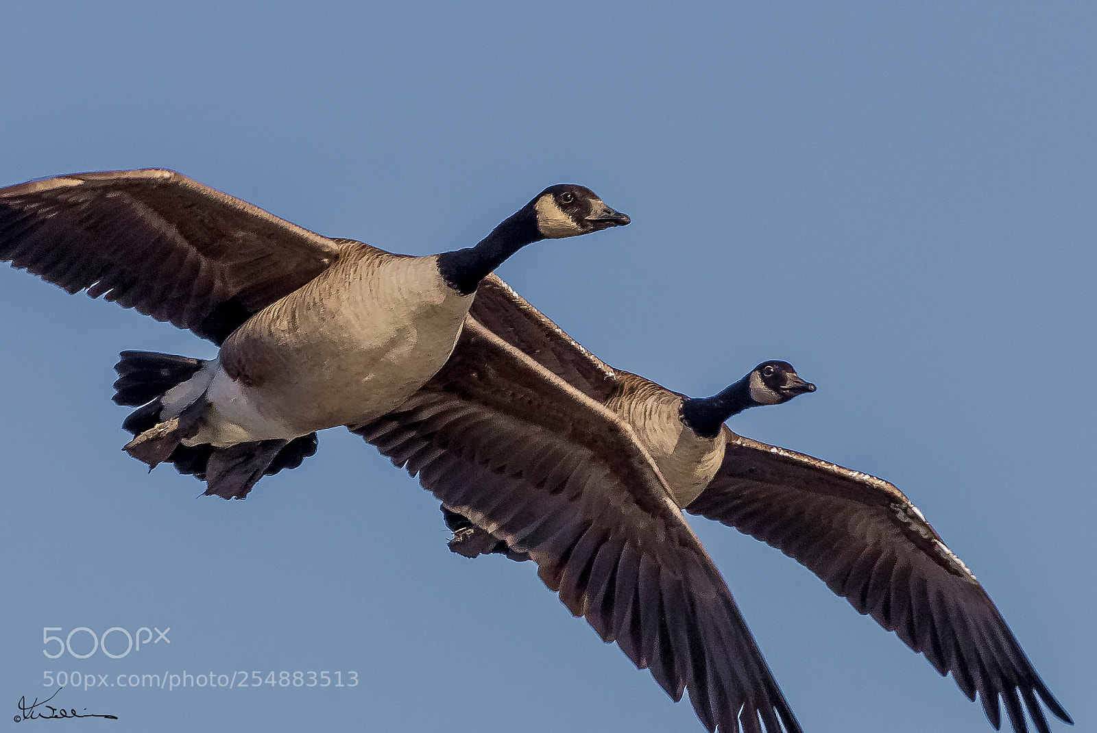 Canon EOS 7D sample photo. Canada geese o photography