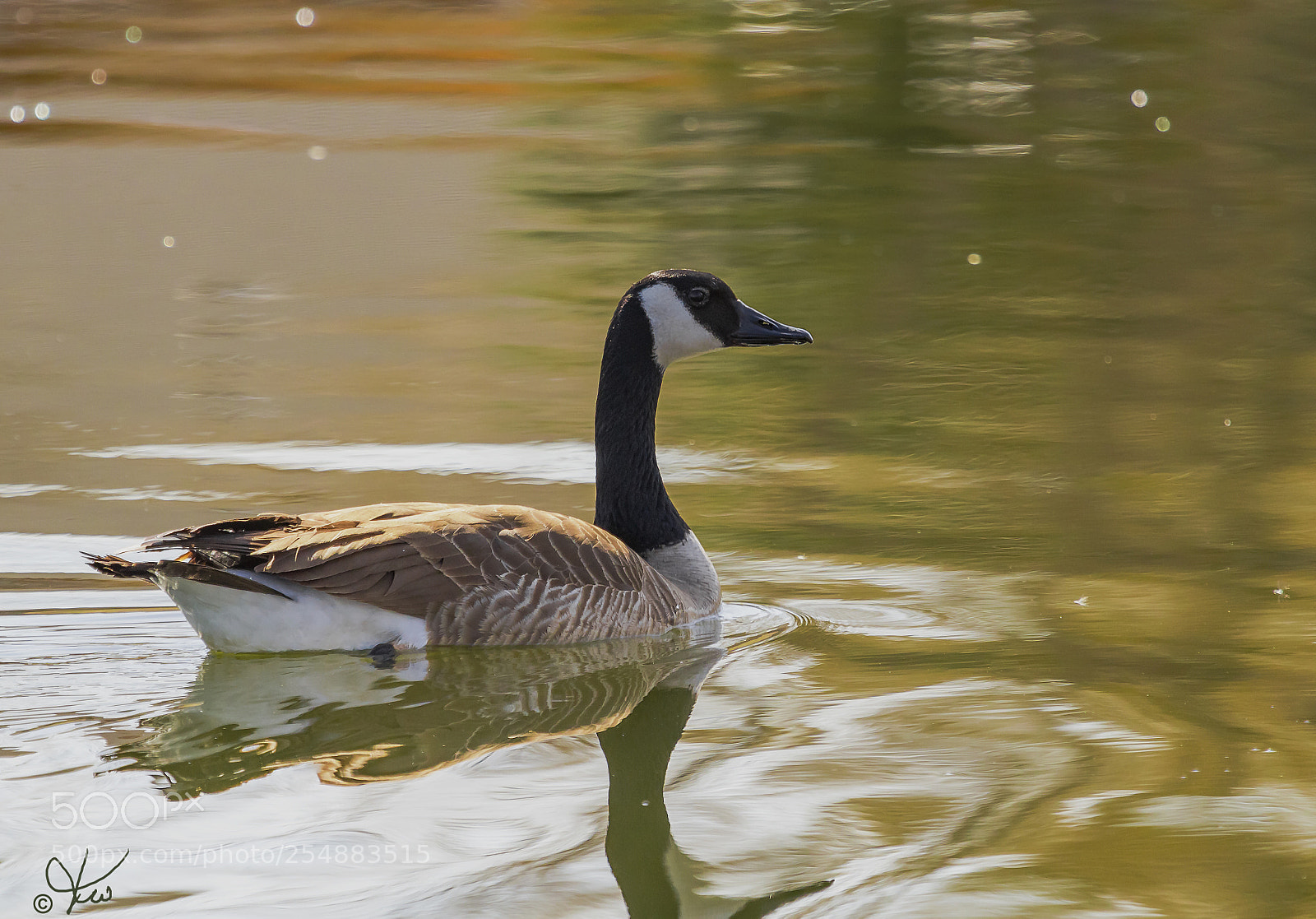 Canon EOS 7D sample photo. Canada goose o photography