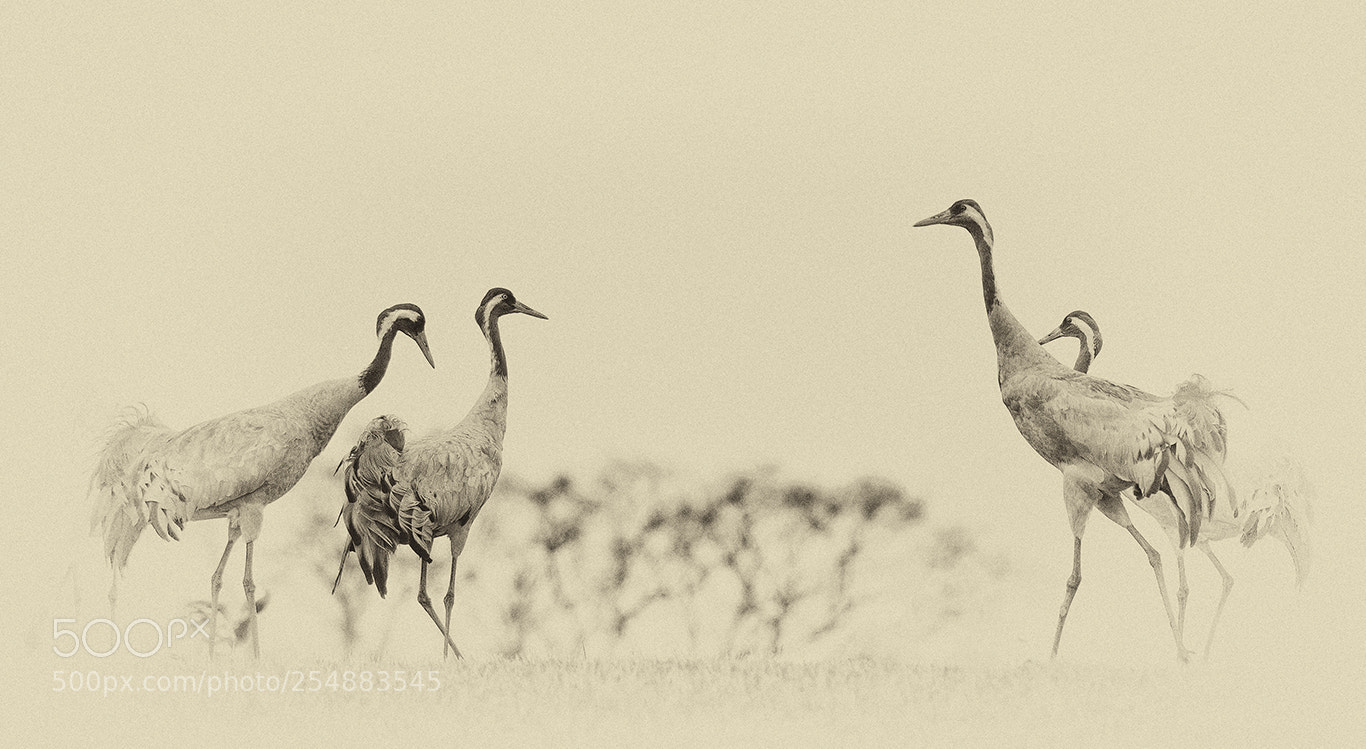 Nikon D800E sample photo. Crane.. photography