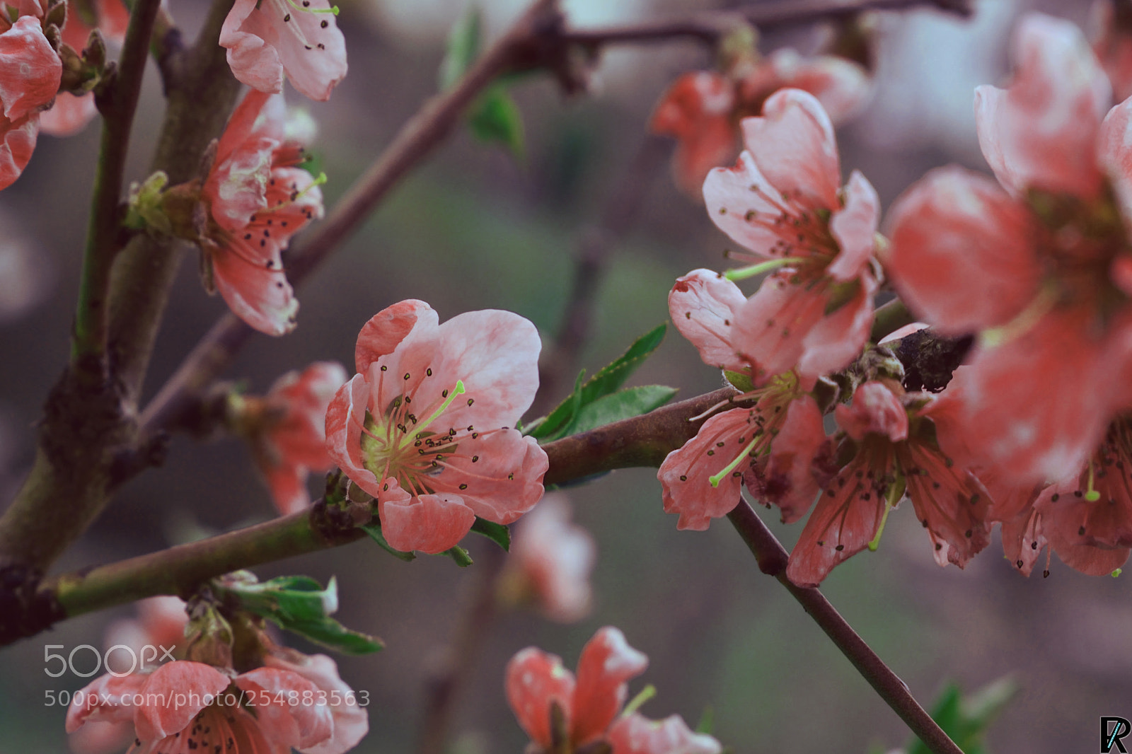 Nikon D3300 sample photo. Peach blossom spring2018 flowers photography
