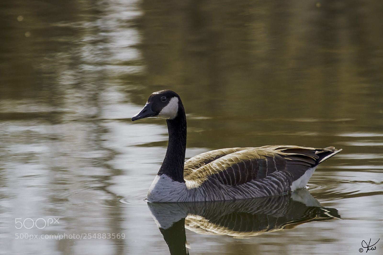 Canon EOS 7D sample photo. Canada goose o photography