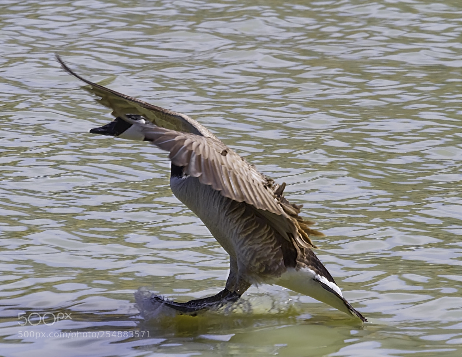 Canon EOS 7D sample photo. Canada goose o photography