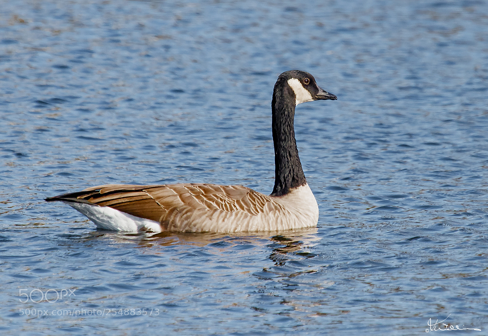 Canon EOS 7D sample photo. Canada goose o photography