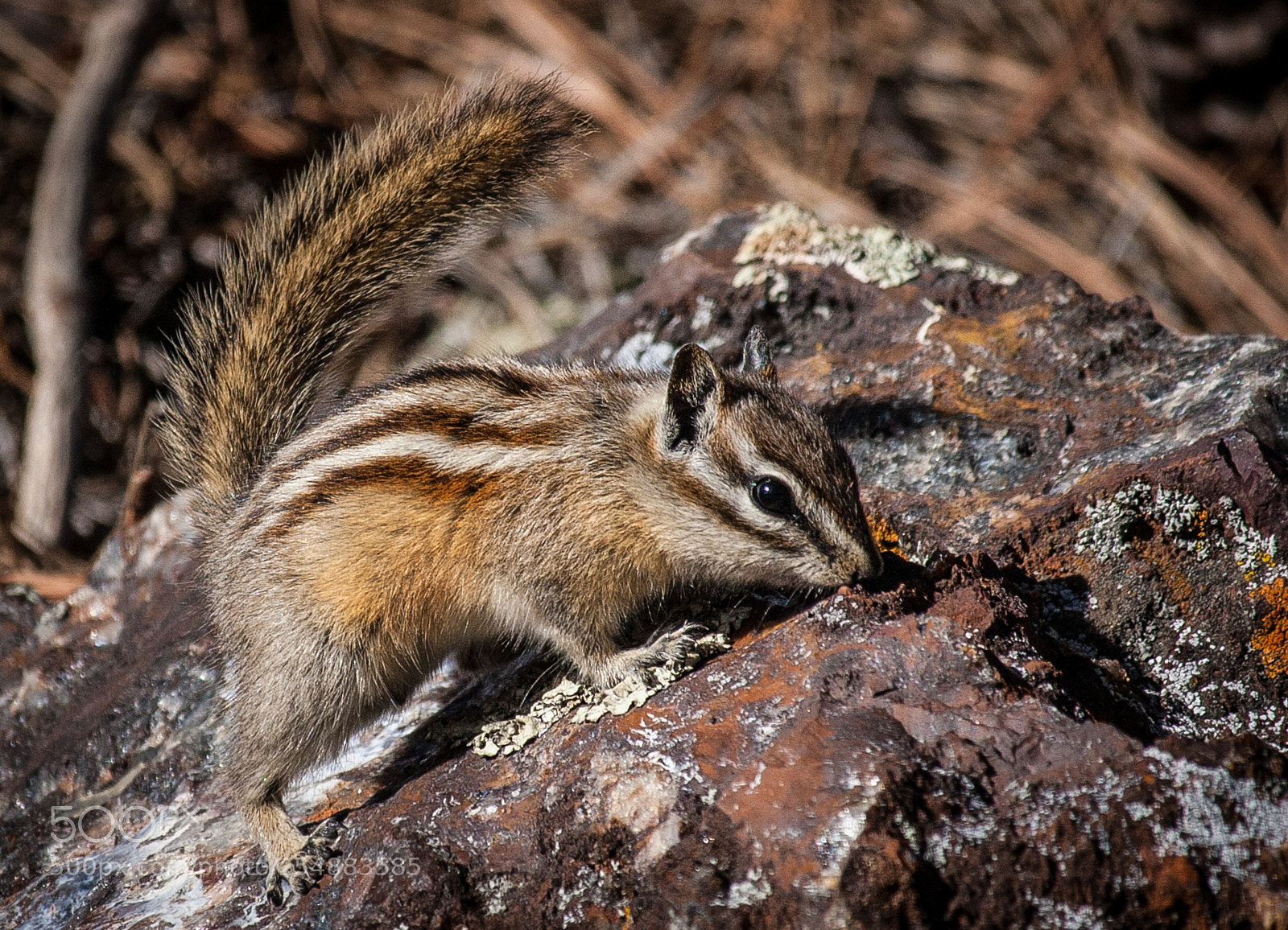 Canon EOS 40D sample photo. Chipmunk on iron mt photography