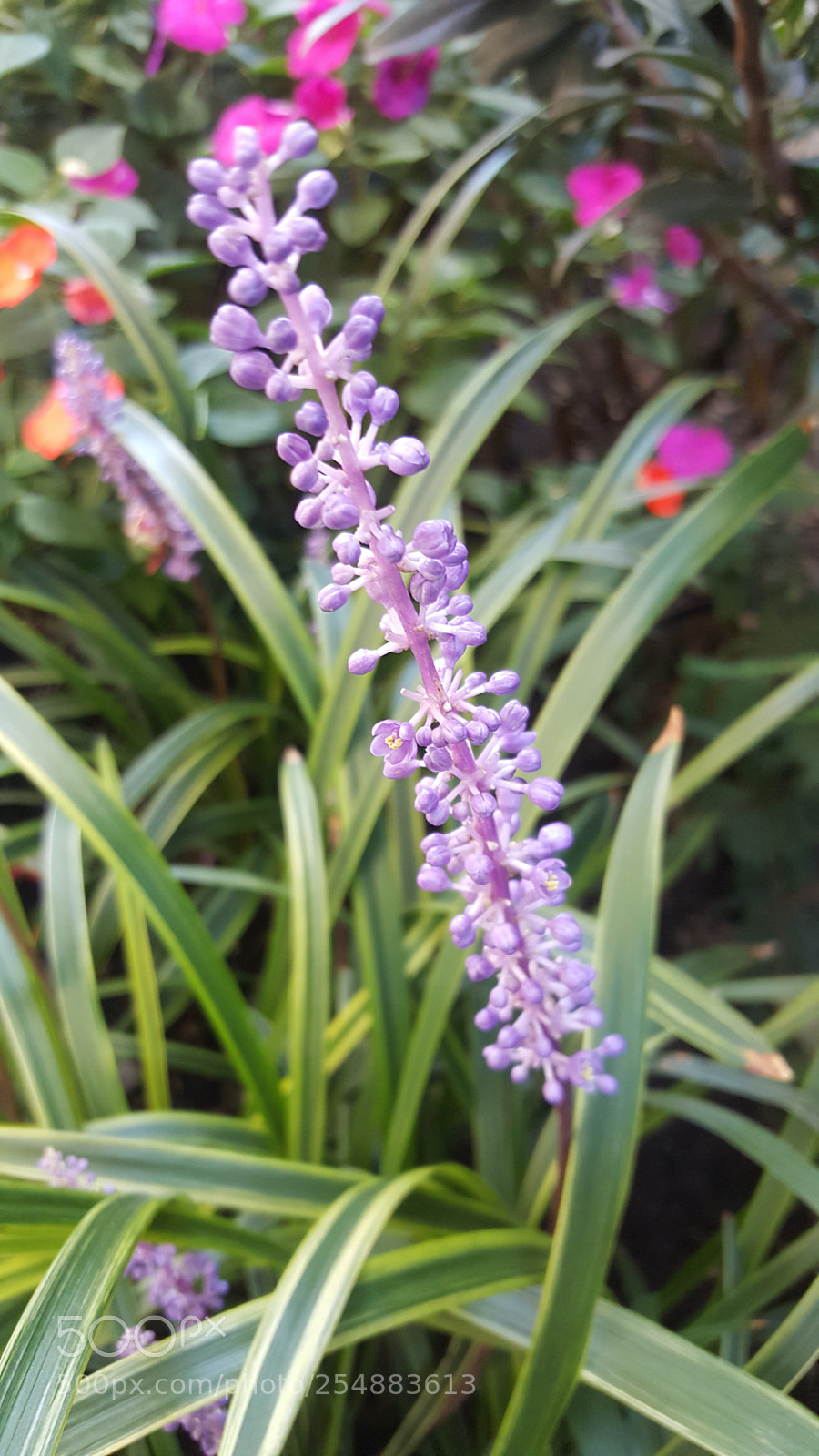 Samsung GALAXY S6 edge sample photo. Flower photography
