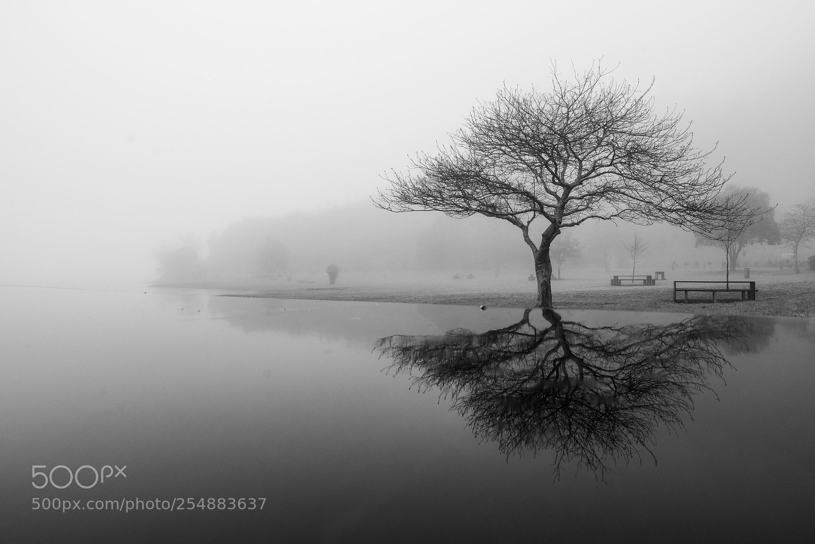 Sony a7R III sample photo. Tree photography
