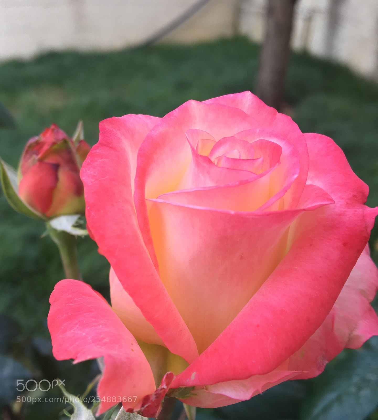 Apple iPhone 6s sample photo. Beautiful flower photography