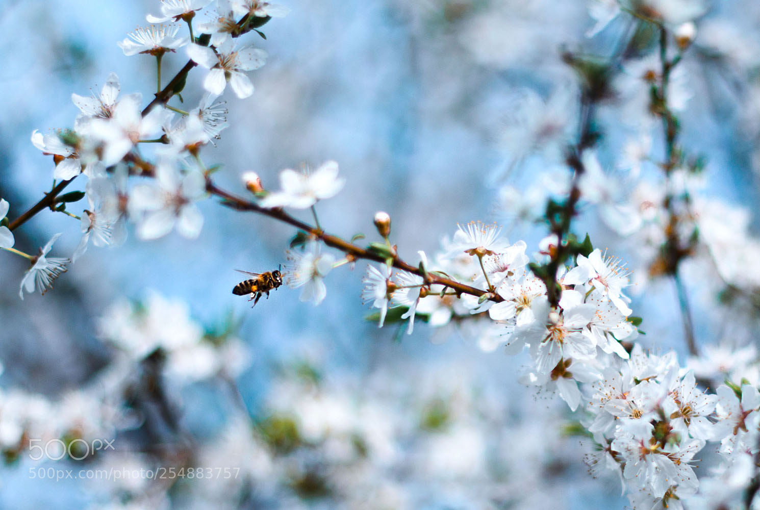 Nikon D7000 sample photo. Bee photography