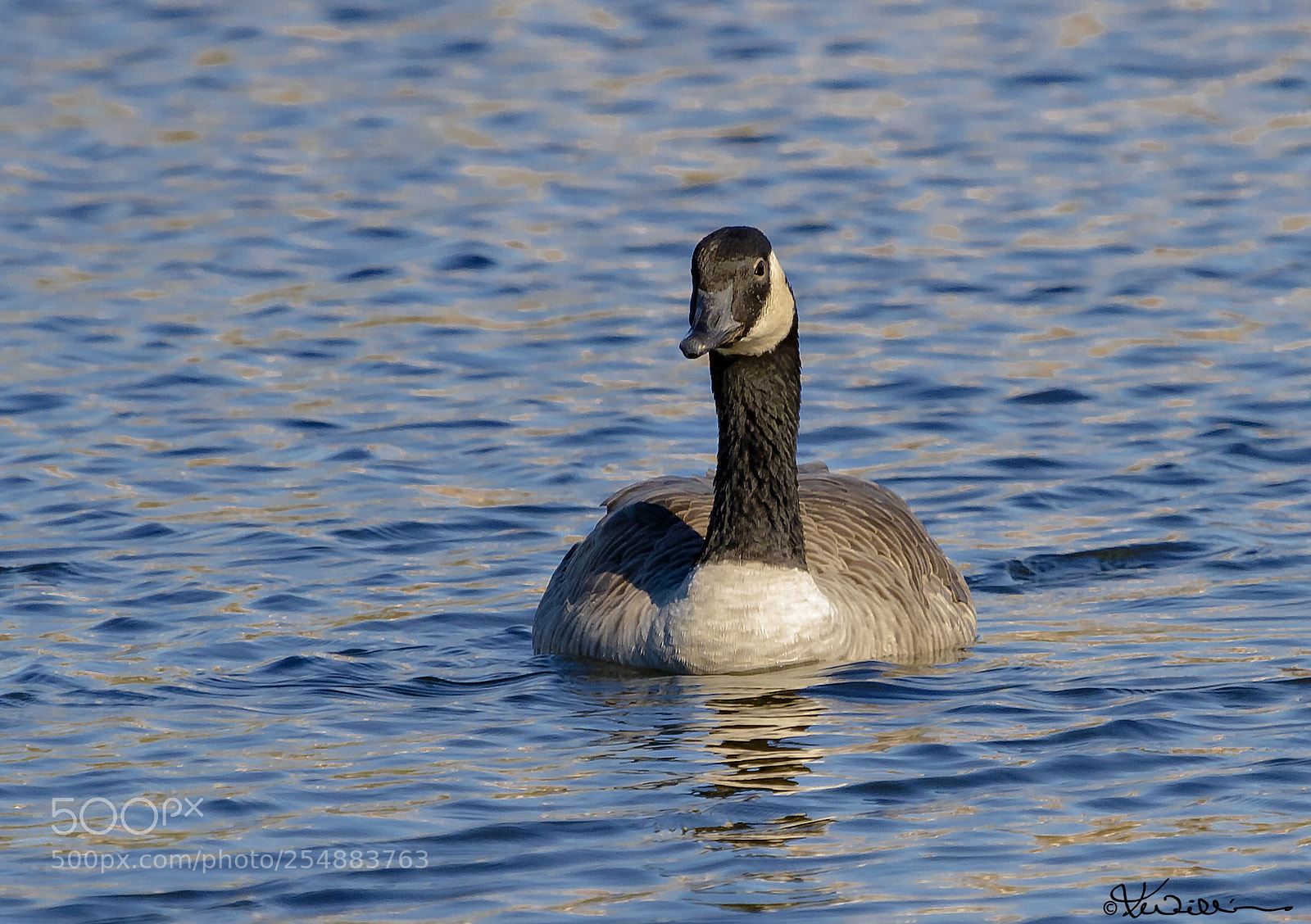 Canon EOS 7D sample photo. Canada goose o photography