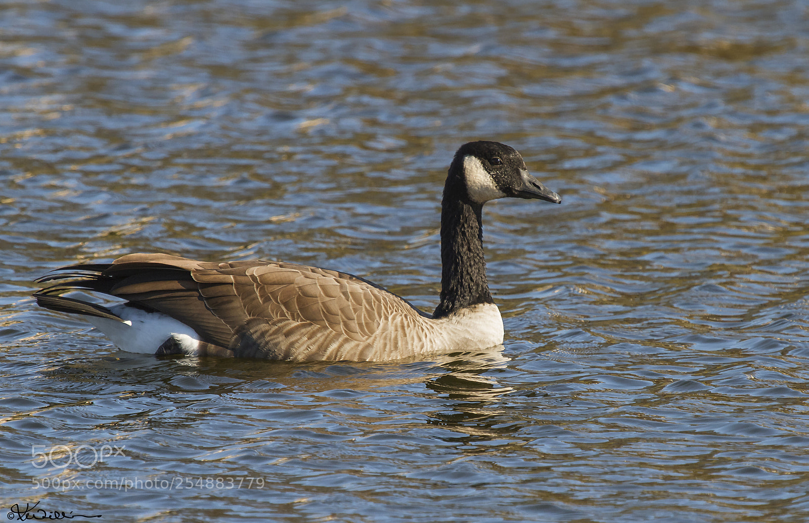 Canon EOS 7D sample photo. Canada goose o photography