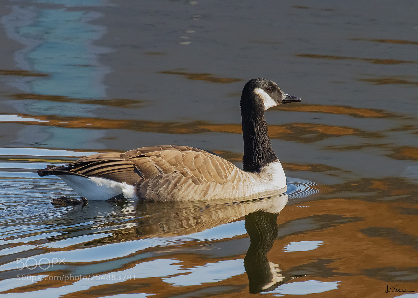 Canon EOS 7D sample photo. Canada goose o photography
