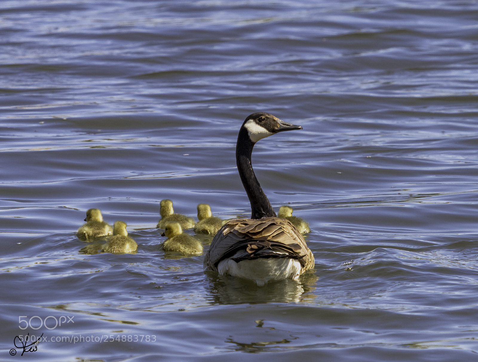 Canon EOS 7D sample photo. Canada goose family o photography