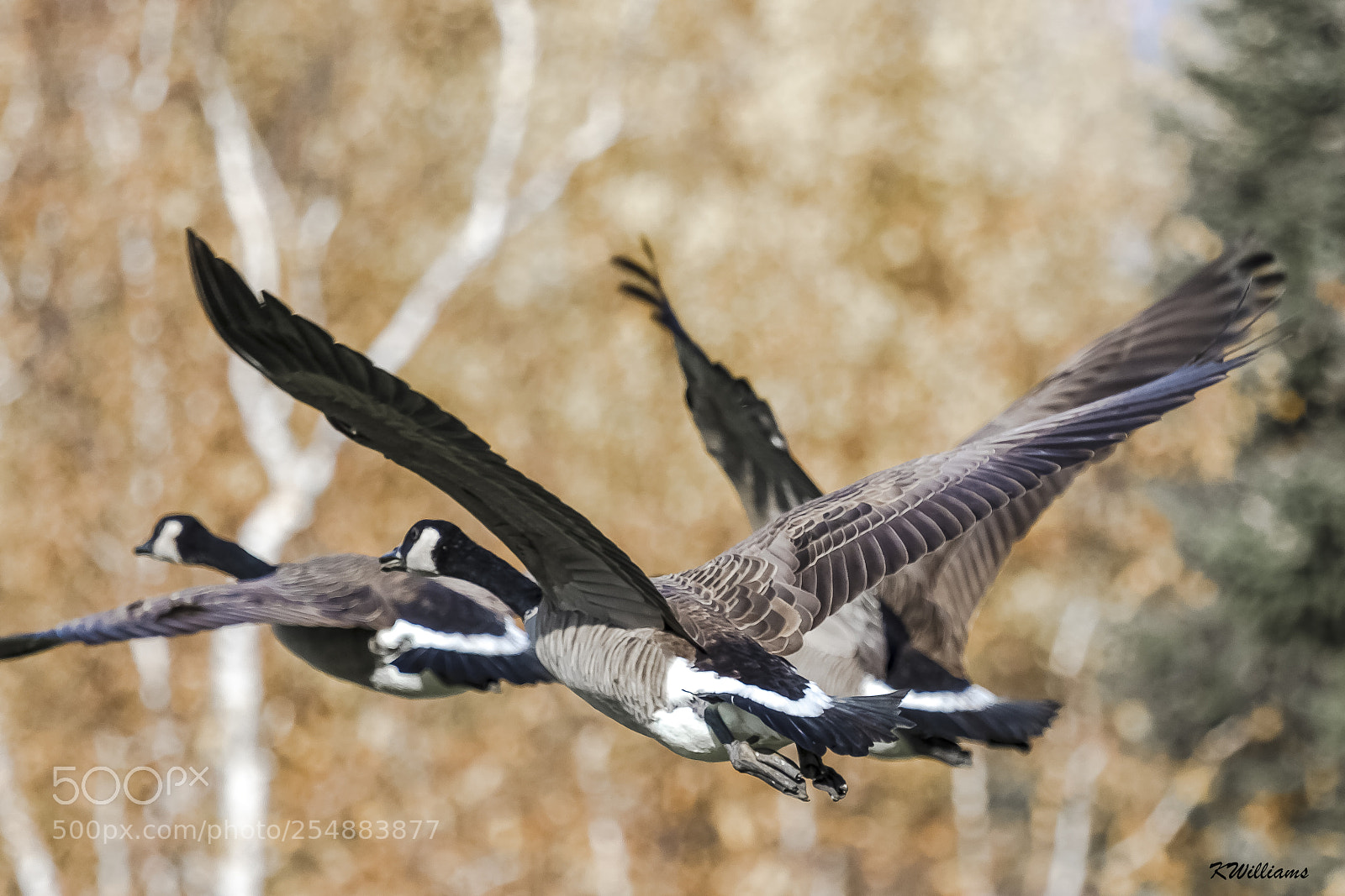 Canon EOS 7D sample photo. Cananda geese oct o photography