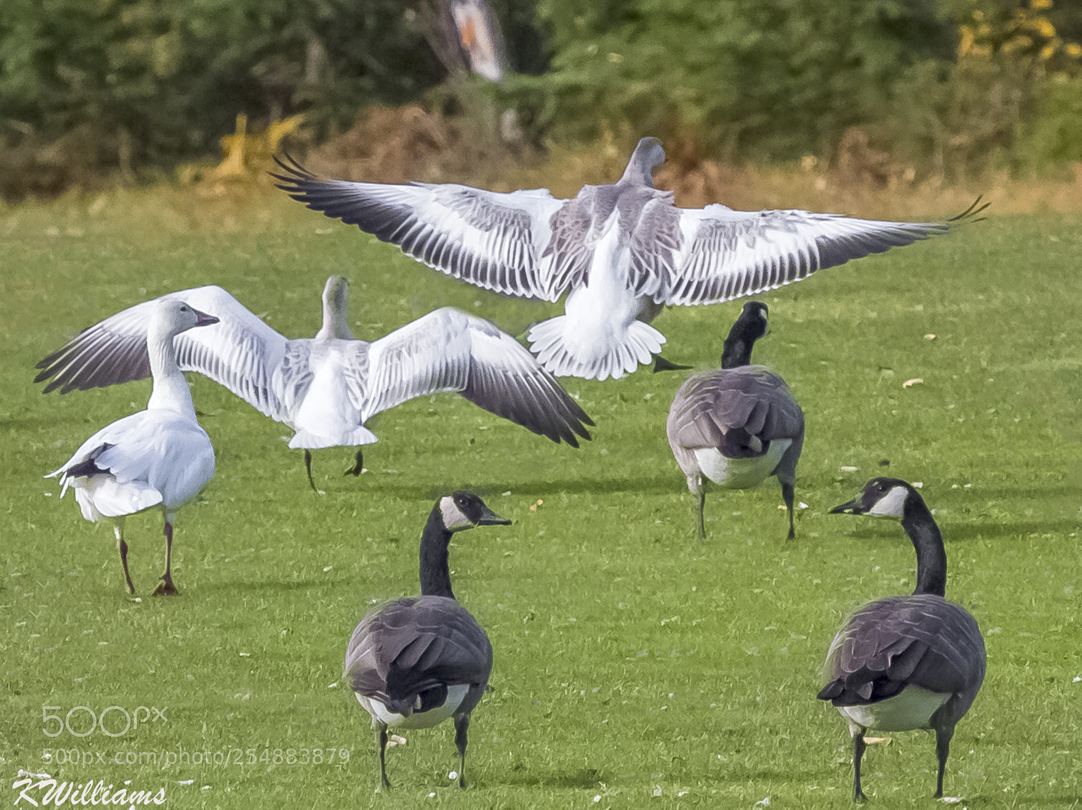 Canon EOS 7D sample photo. Canada snow geese o photography