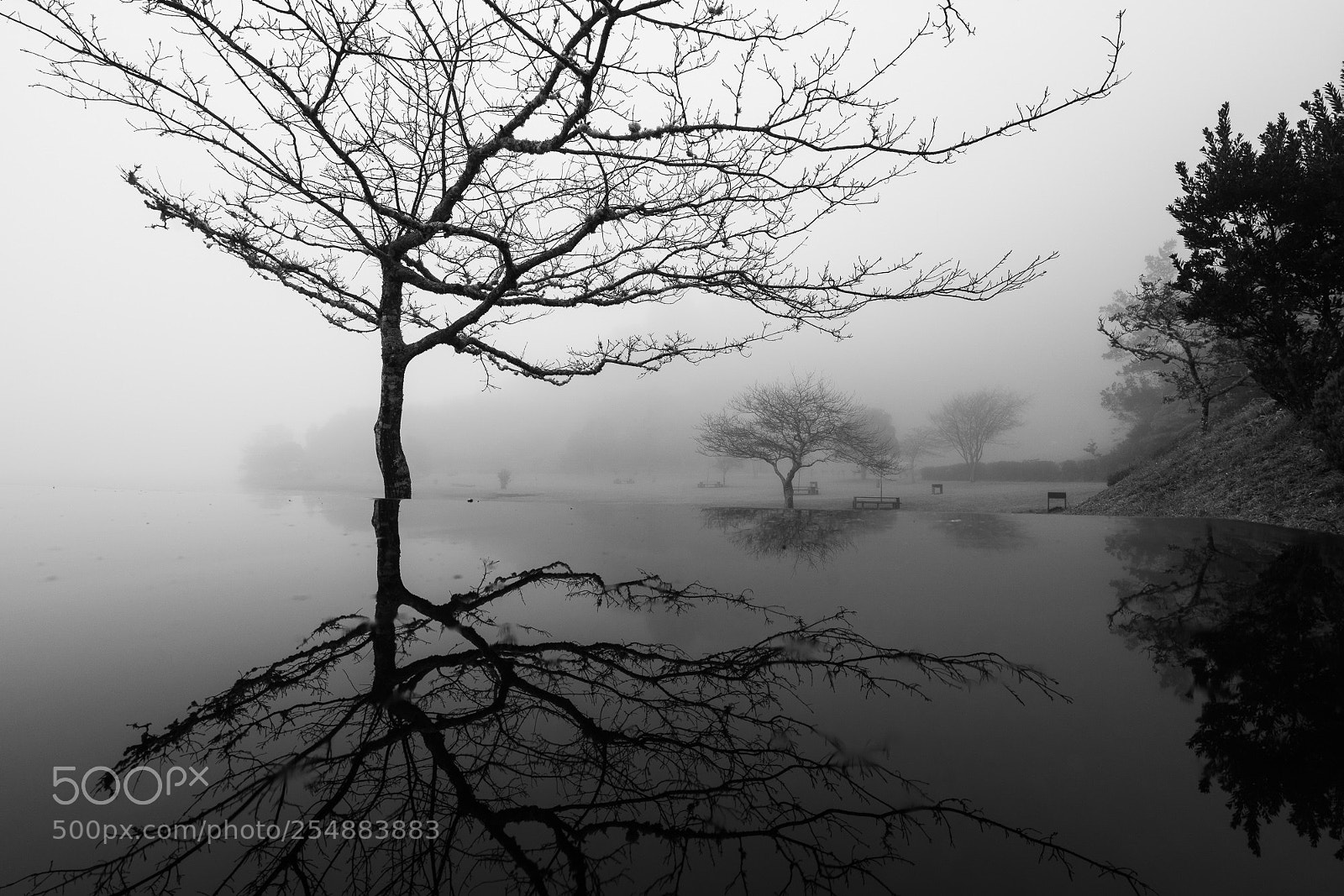 Sony a7R III sample photo. Mirrored photography