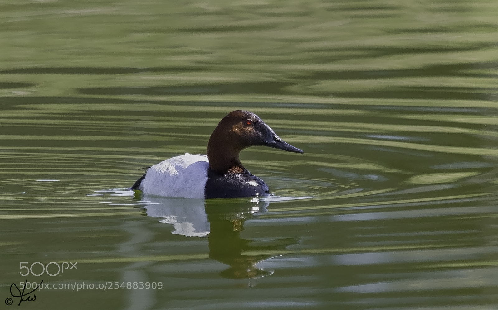 Canon EOS 7D sample photo. Canvasback drake o photography
