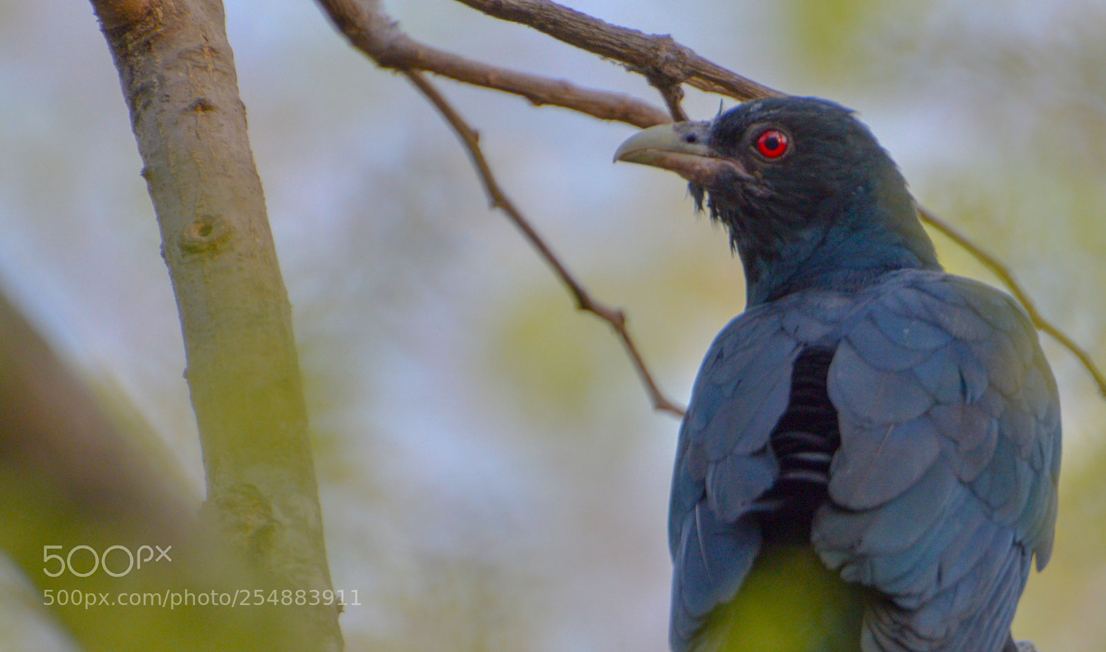 Nikon D3200 sample photo. A cuckoo photography