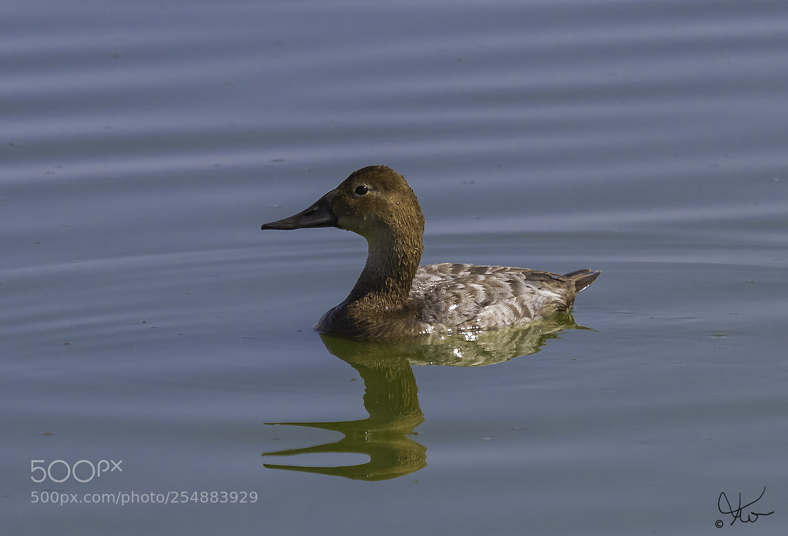 Canon EOS 7D sample photo. Canvasback fem o photography