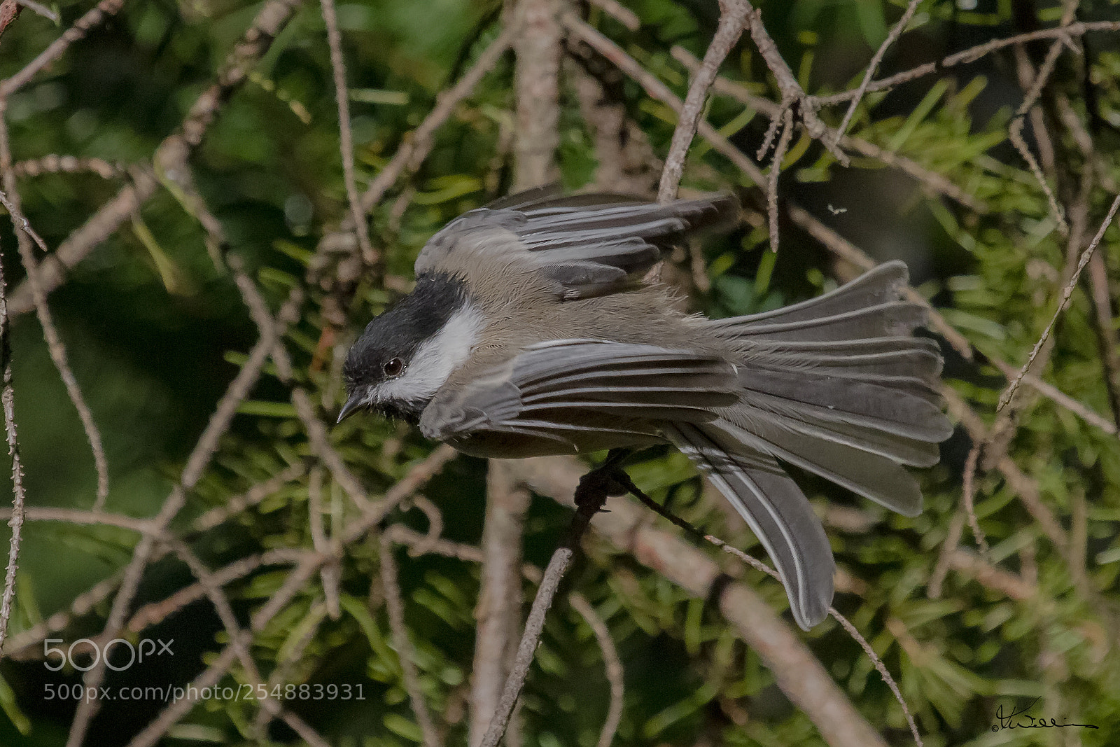 Canon EOS 7D sample photo. Chickadee o photography