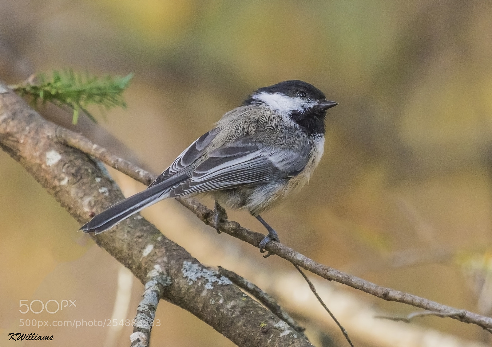 Canon EOS 7D sample photo. Chickadee o photography