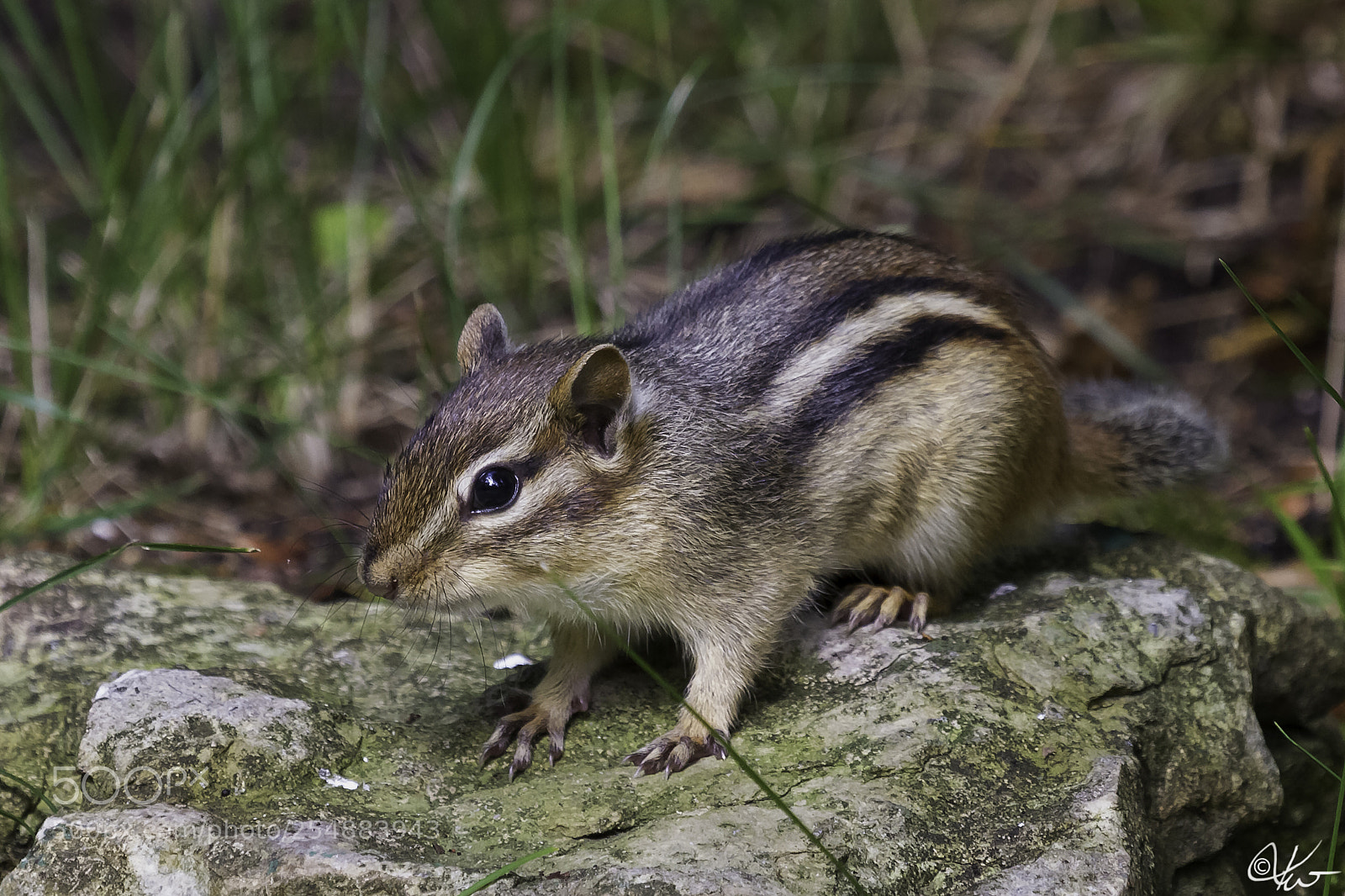 Canon EOS 7D sample photo. Chipmuk o photography