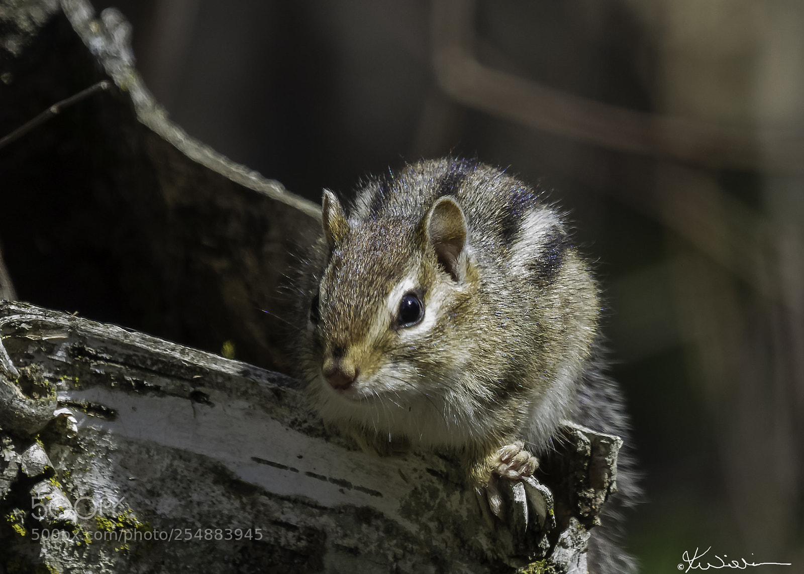 Canon EOS 7D sample photo. Chipmunck o photography