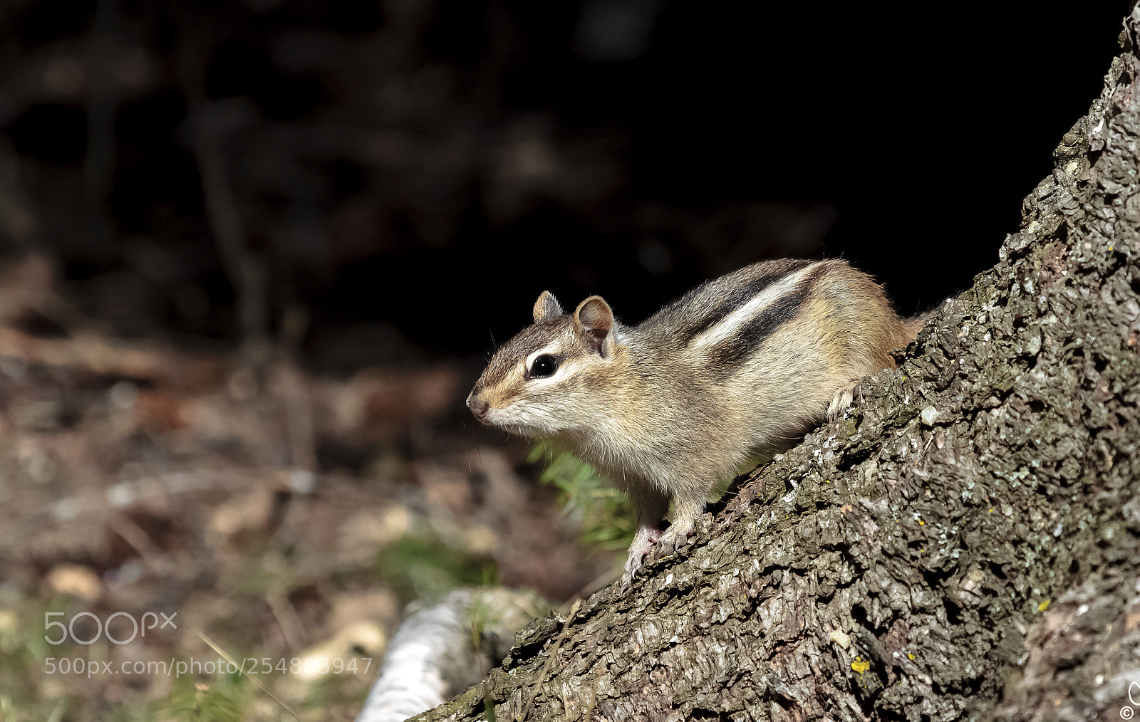 Canon EOS 7D sample photo. Chipmunck o photography